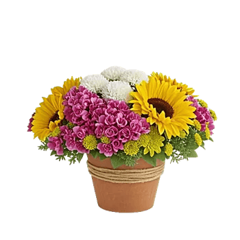 Amber Sunflower Glow