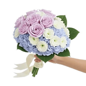 Serene Petal Harmony