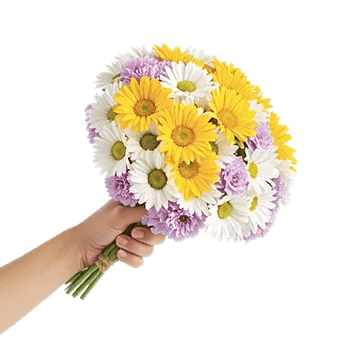 Enchanting Daisy Garden