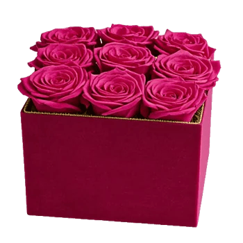 Crimson Rose Elegance
