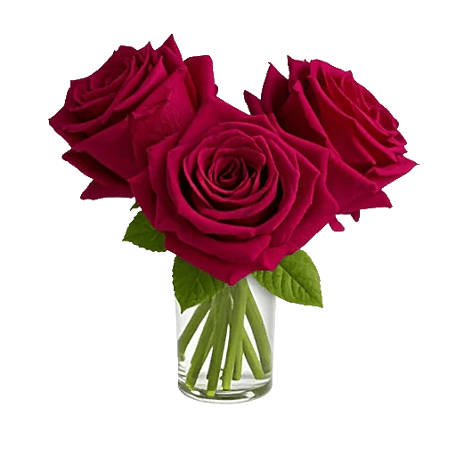 Radiant Rose Symphony