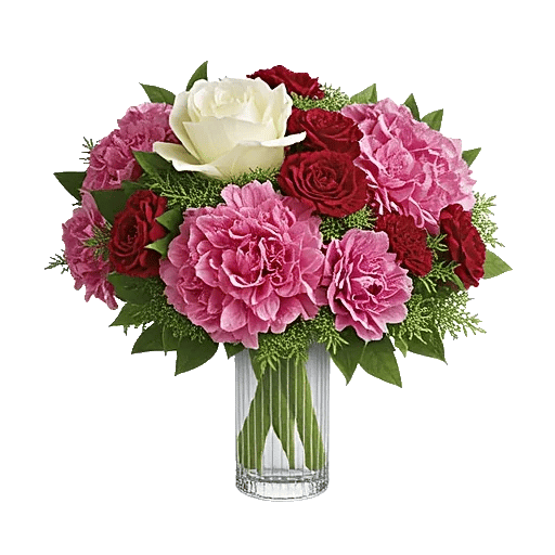 Radiant Rose Symphony