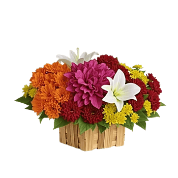 Petal Radiance Bliss