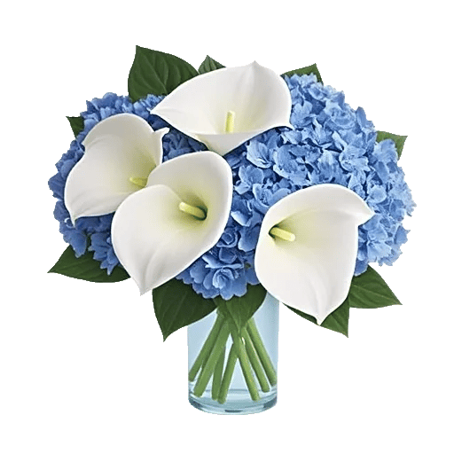 Elegant Calla Lilies