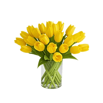 Velvet Tulip Display