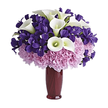 Elegant Calla Lilies