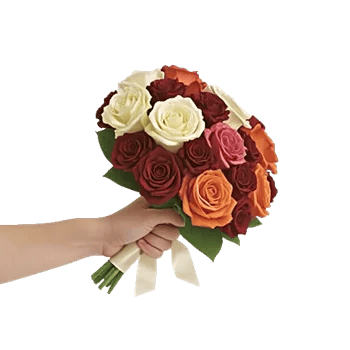 Blushing Rose Symphony