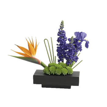 Minimalist White Orchids