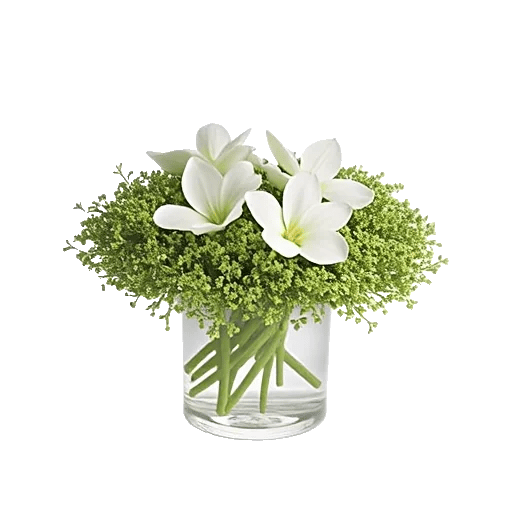 Minimalist White Orchids