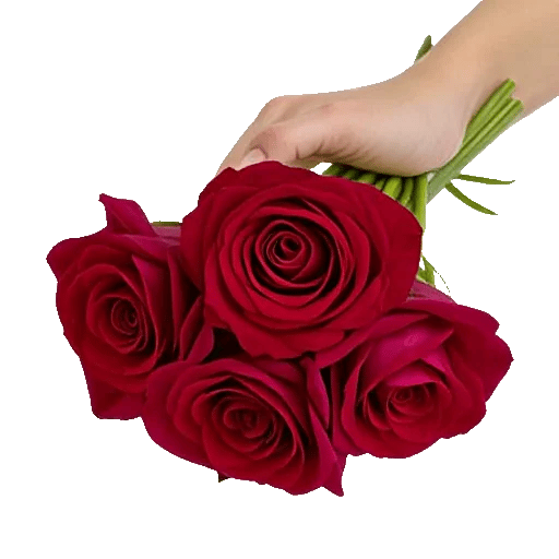 Crimson Rose Elegance