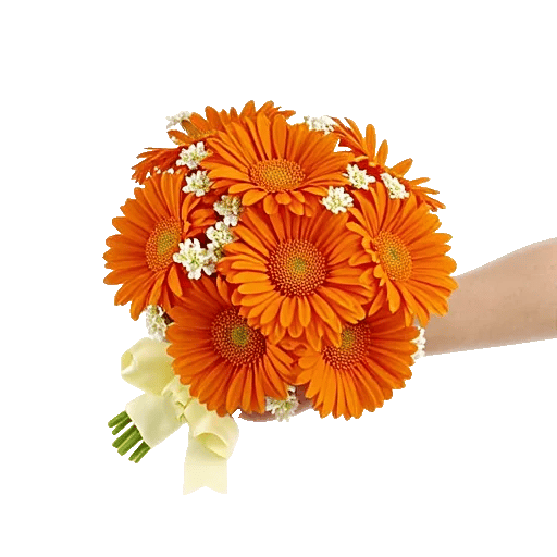 Petal Harmony Bliss