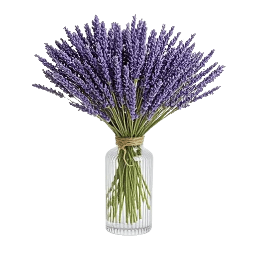 Lavender Bloom Grace