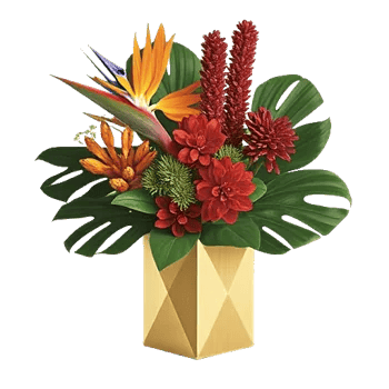 Tropical Sunflower Burst