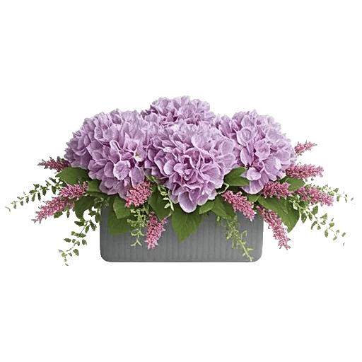 Lavender Bloom Grace