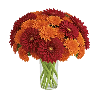 Crimson Blossom Harmony