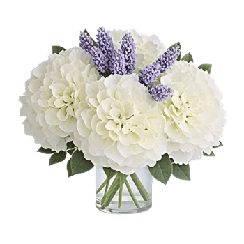 Serene Petal Harmony