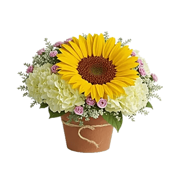 Amber Sunflower Glow