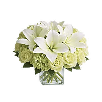 Ivory Blossom Radiance