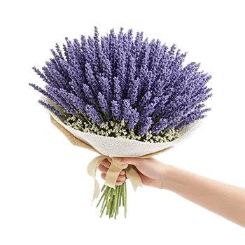 Lavender Bloom Grace