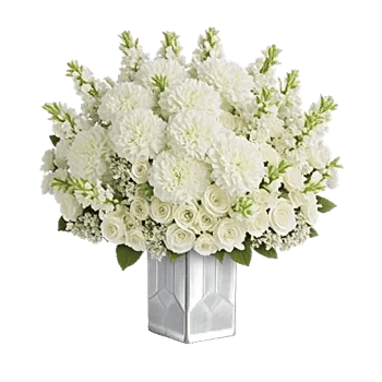 Ivory Blossom Radiance