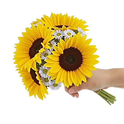 Twinkling Sunflower Dance