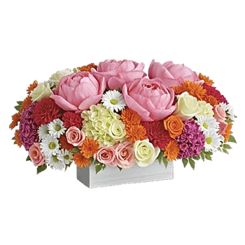 Petal Radiance Bliss