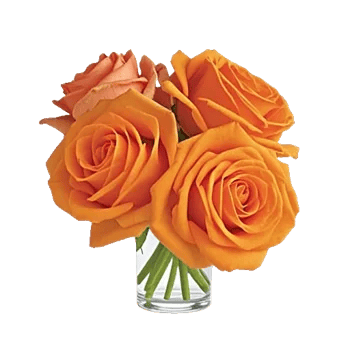 Radiant Rose Symphony