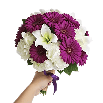 Blushing Rose Symphony