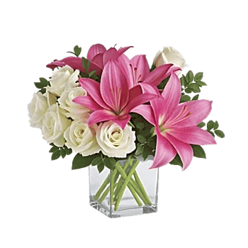 Minimalist White Orchids