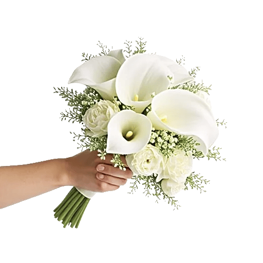 Elegant Calla Lilies