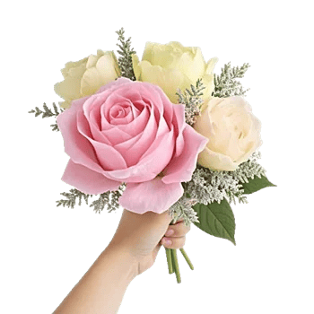 Pastel Pink Roses