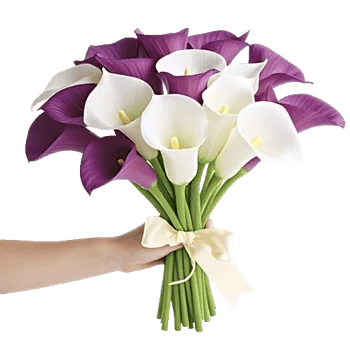 Elegant Calla Lilies
