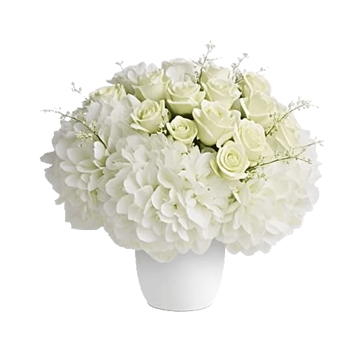 Ivory Blossom Radiance