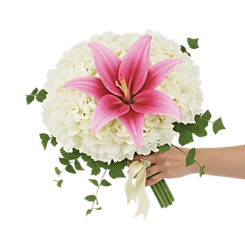 Ivory Blossom Radiance