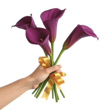 Elegant Calla Lilies