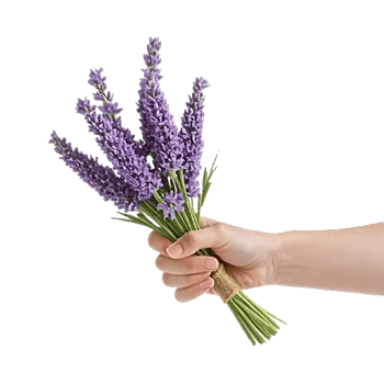 Lavender Bloom Grace