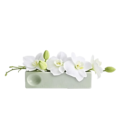 Orchid Bloom Cascade