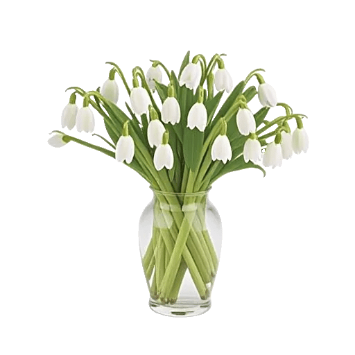 Ivory Blossom Radiance