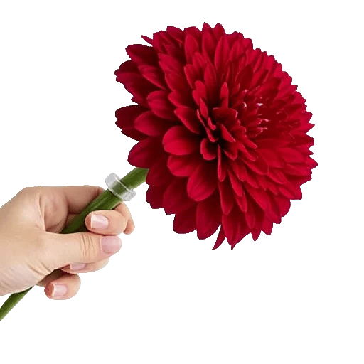 Crimson Blossom Harmony