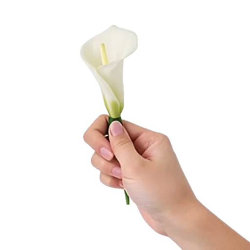 Elegant Calla Lilies