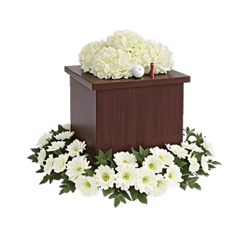 Modern White Orchids