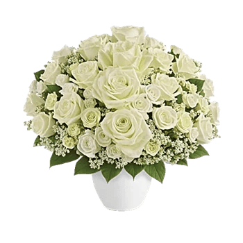 Modern White Orchids