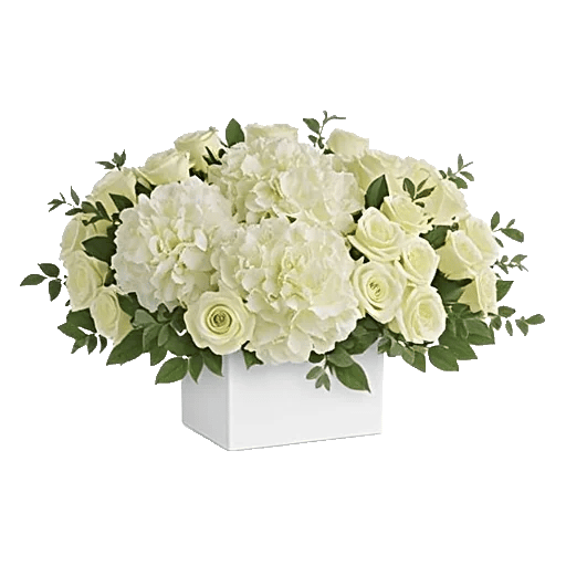 Minimalist White Orchids