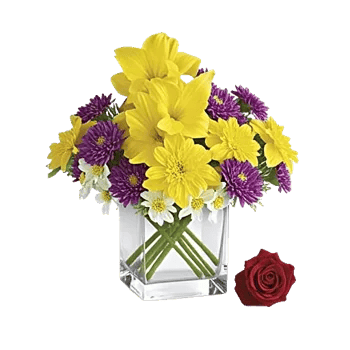 Petal Radiance Bliss