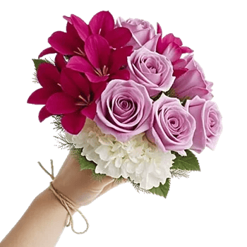 Pastel Pink Roses