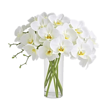 Orchid Bloom Cascade