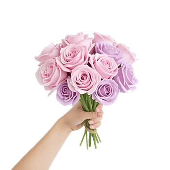 Pastel Pink Roses