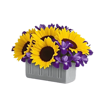 Amber Sunflower Glow