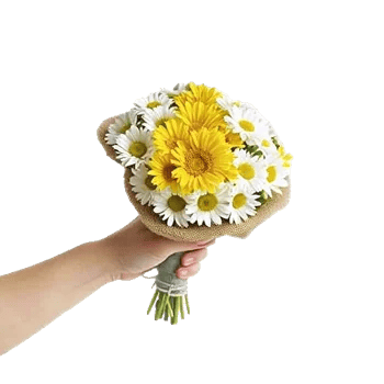 Enchanting Daisy Garden