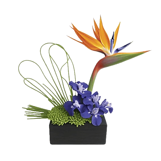 Minimalist White Orchids